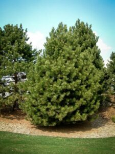 Сосна Чёрная (Pinus Nigra) купить по цене от 270.00р. в интернет-магазине «Посадика» с доставкой почтой в в Печорае и по всей России – [изображение №1].