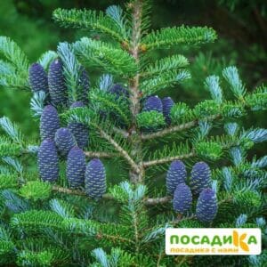 Пихта корейская (Abies koreana) купить по цене от 450.00р. в интернет-магазине «Посадика» с доставкой почтой в в Печорае и по всей России – [изображение №1].