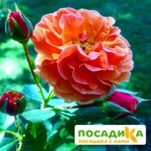 Роза Арабия купить по цене от 350.00р. в интернет-магазине «Посадика» с доставкой почтой в в Печорае и по всей России – [изображение №1].