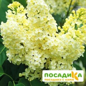 Сирень Примроуз (Primrose) купить по цене от 529.00р. в интернет-магазине «Посадика» с доставкой почтой в в Печорае и по всей России – [изображение №1].