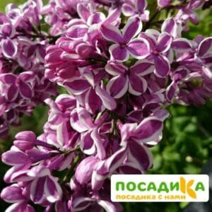 Сирень Сенсация купить по цене от 529.00р. в интернет-магазине «Посадика» с доставкой почтой в в Печорае и по всей России – [изображение №1].