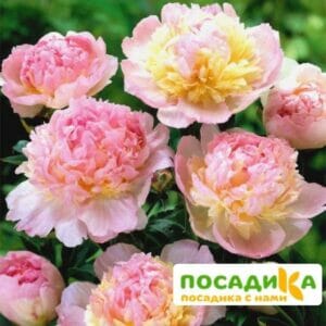 Пион Распберри Сандей (Paeonia Raspberry Sundae) купить по цене от 959р. в интернет-магазине «Посадика» с доставкой почтой в в Печорае и по всей России – [изображение №1].