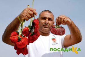 Клубника Гигант Джорнея купить по цене от 266р. в интернет-магазине «Посадика» с доставкой почтой в в Печорае и по всей России – [изображение №1].