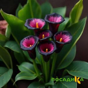 Калла Аура Лейс купить по цене от 400р. в интернет-магазине «Посадика» с доставкой почтой в в Печорае и по всей России – [изображение №1].