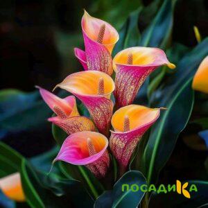 Калла Оникс купить по цене от 450р. в интернет-магазине «Посадика» с доставкой почтой в в Печорае и по всей России – [изображение №1].