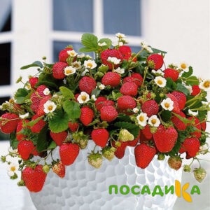 Клубника Рубиновый Шепот (горшечная) купить по цене от 240р. в интернет-магазине «Посадика» с доставкой почтой в в Печорае и по всей России – [изображение №1].