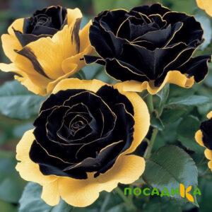 Роза Ханни Сикл купить по цене от 700р. в интернет-магазине «Посадика» с доставкой почтой в в Печорае и по всей России – [изображение №1].