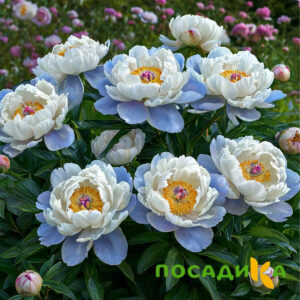 Пион акварельный Этюд купить по цене от 806р. в интернет-магазине «Посадика» с доставкой почтой в в Печорае и по всей России – [изображение №1].