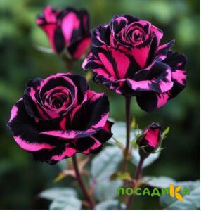 Роза Багровый Шепот купить по цене от 366р. в интернет-магазине «Посадика» с доставкой почтой в в Печорае и по всей России – [изображение №1].
