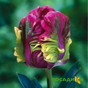 Тюльпан Экзотик Хэвен купить по цене от 186р. в интернет-магазине «Посадика» с доставкой почтой в в Печорае и по всей России – [изображение №1].